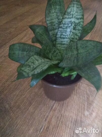 Сансевиерия