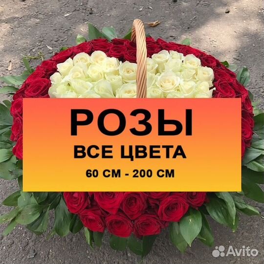 101 роза розовые Букет Цветы