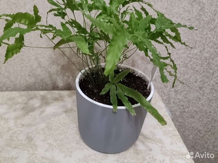 Птерис критский Майи