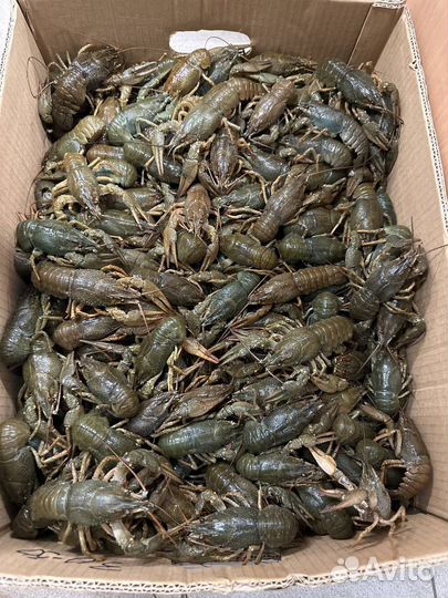 Живые и Вареные Раки бесплатная доставка от 2х кг