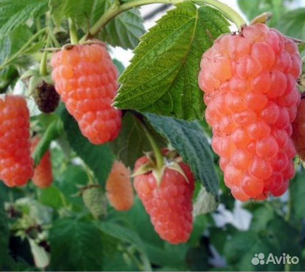 Ремонтантная малина