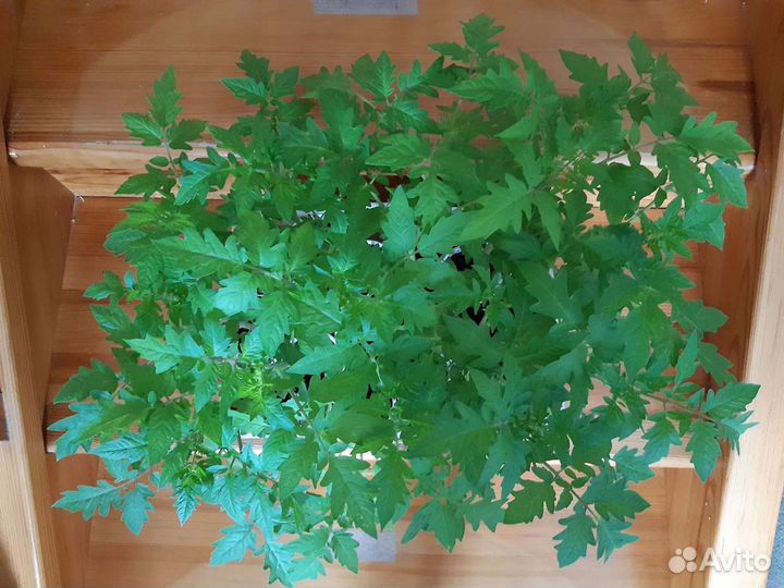 Рассада помидор,перца