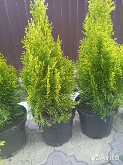 Туя голден смарагд