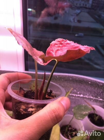 Сингониум клубничный лед galaxy