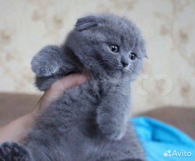 Шотландские котята