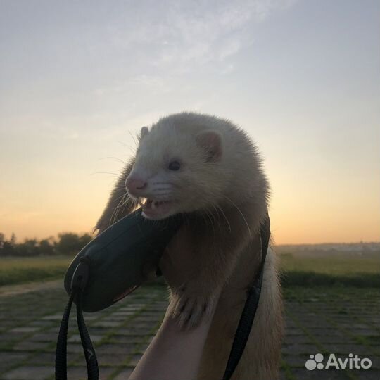 Хорек вязка