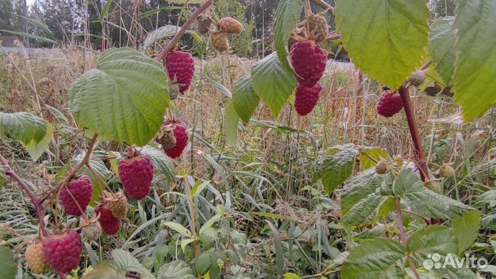 Ремонтантная малина