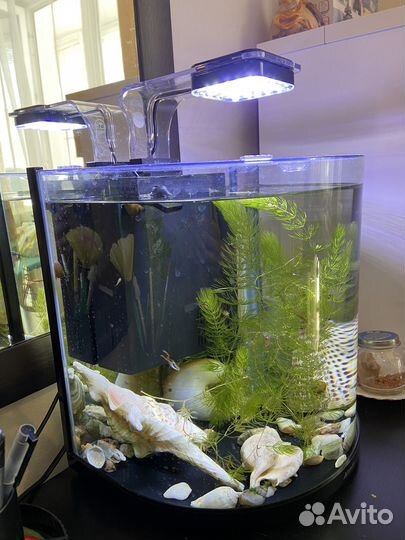 Аквариум с рыбками улитками водорослями ракушками