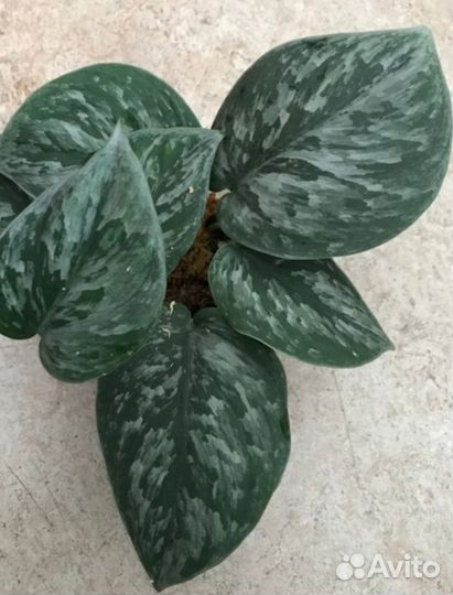 Сциндапсус Silver Swan
