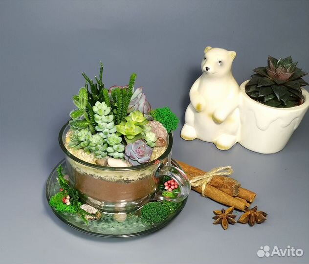 Флорариум в подарок