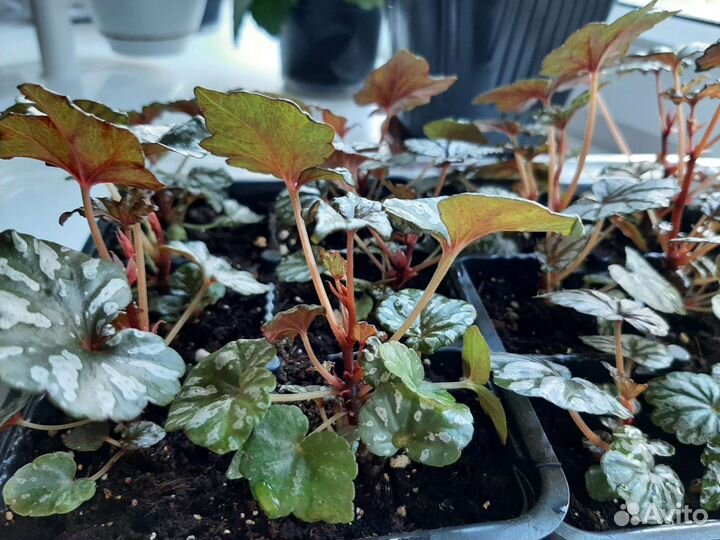 Бегония Дрега каудексная