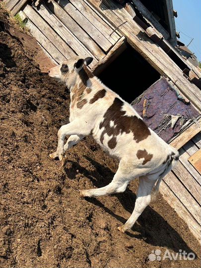 Дойные коровы с телятами