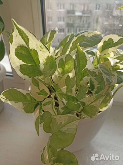 Эпипремнум Н джой