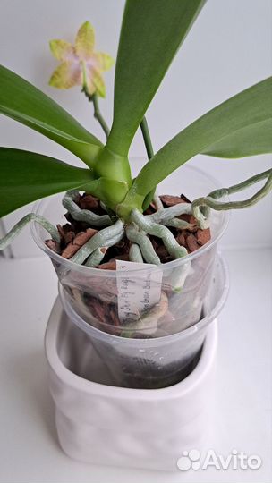 Орхидея фаленопсис