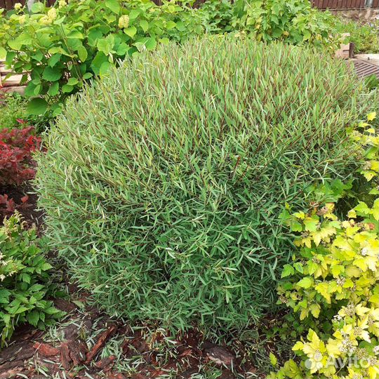 Ива пурпурная Нана