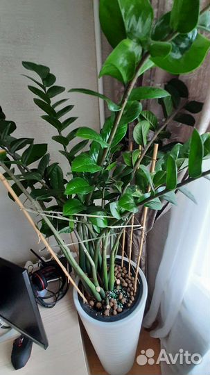 Шикарный высокий замиокулькас долларовое дерево