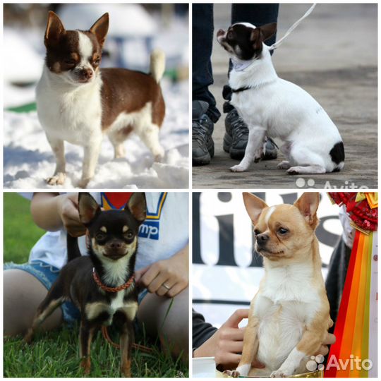 Вязка Чихуахуа, Кобели. Шоколад и цветные. Мини