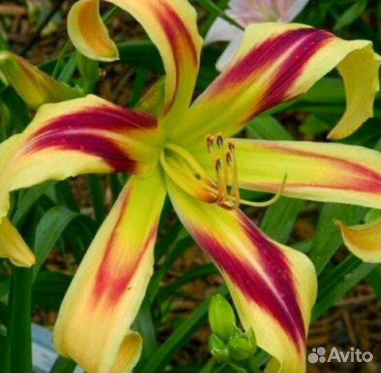 Лилийники сортовые делянки