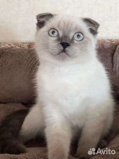 Шотландские вислоухие котята