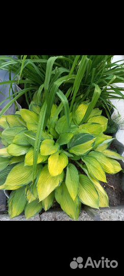 Хоста Жанет