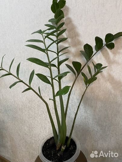 Комнатные цветы