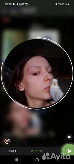 Птенцы волнистого попугая