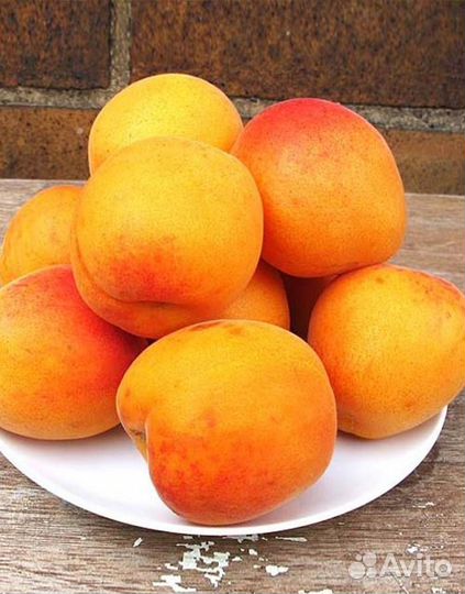 Абрикос Джумбо Кот (Jumbo Cot) Двухлетние саженцы