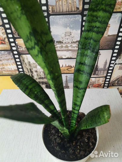 Сансевиерия