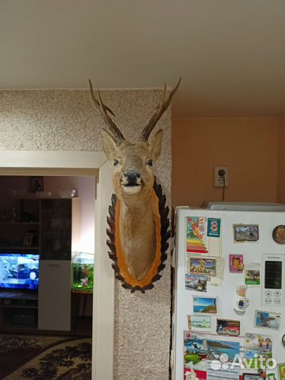 Чучело головы косули