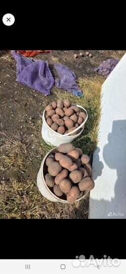 Семенной картофель спиридон