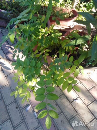 Глициния китайская