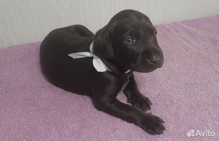 Щенки курцхаара