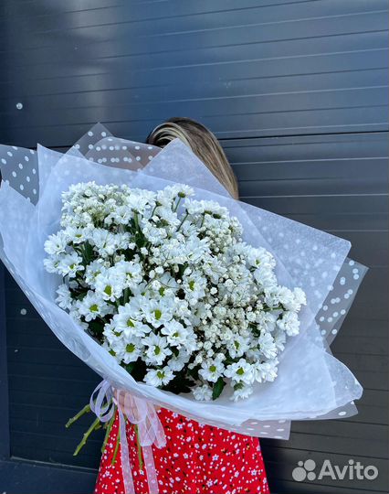 Хризантема ромашка