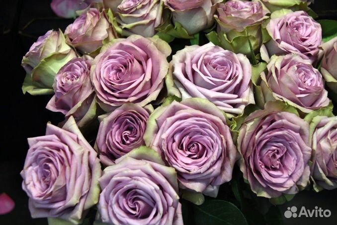 Роза одноголовая букет опт