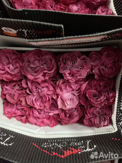 Свежие розы от склада. Букеты из роз с доставкой