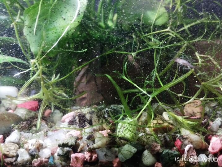 Аквариумное креветки