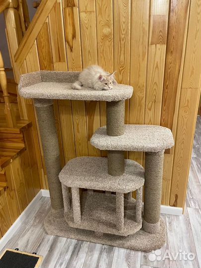 Когтеточка