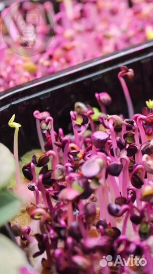 Семена для микрозелени /домашний бизнес