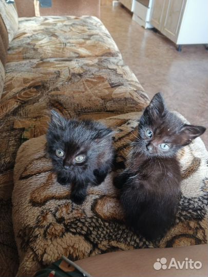 Котята в добрые руки бесплатно