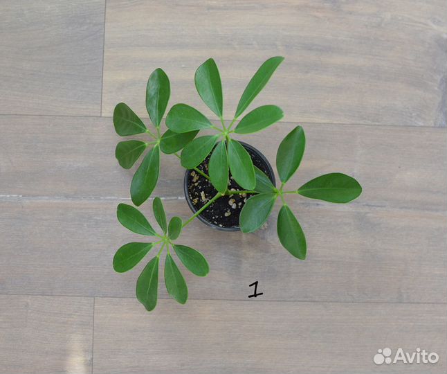 Комнатные цветы Шеффлера Арборикола