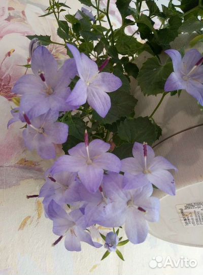 Кампанула жених и невеста