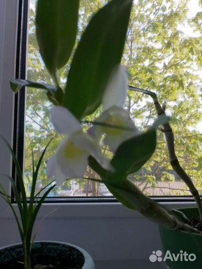 Орхидея дендробиум