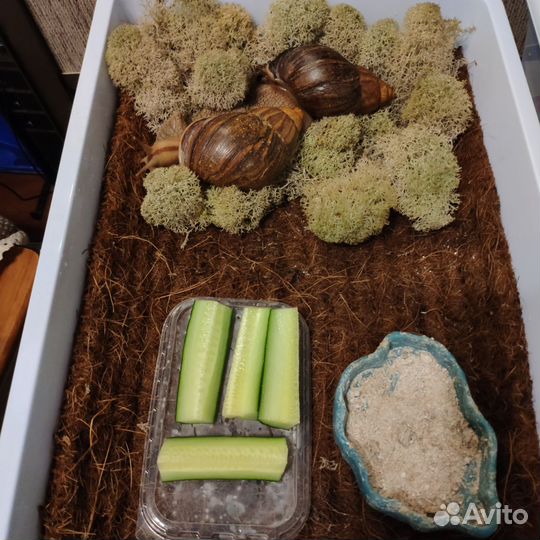 Улитки Ахатина Иммакулята