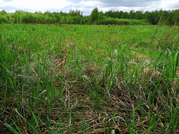 Участок 5,4 га (СНТ, ДНП)