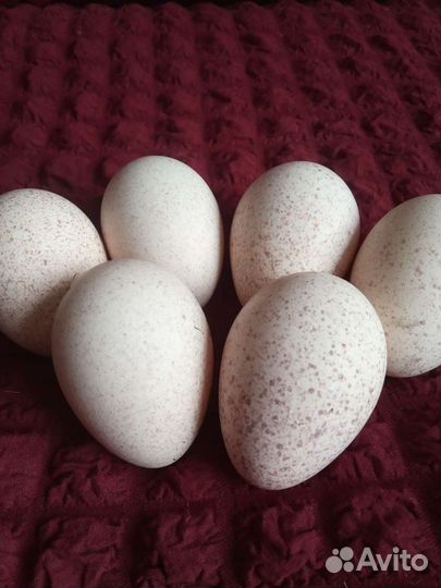 Инкубационное яйцо индейки