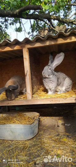 Кролики великаны, Фландр, Ризен