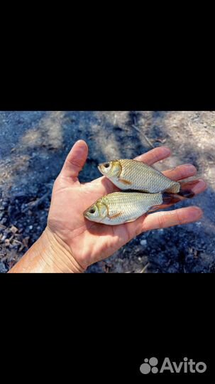 Живец для рыбалки