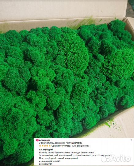 Стабилизированный мох для декора интерьера