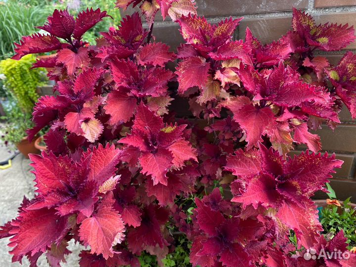 Саженцы колеуса