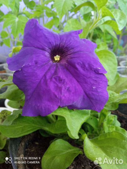 Комнатные цветы